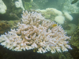 Coral bleaching caused by marine heatwaves threatens not only the corals but also the species which rely on them for habitat. Photo: Dr Sylvain Agostini, Shimoda Marine Research Center, University of Tsukuba.